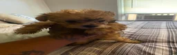 Yorkshire Terrier dogs for sale: Yorkshire Terrier 3 - Ad 3