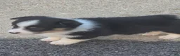 Welsh Corgi Pembroke dogs for sale: Welsh Corgi Pembroke 1 - Ad 4