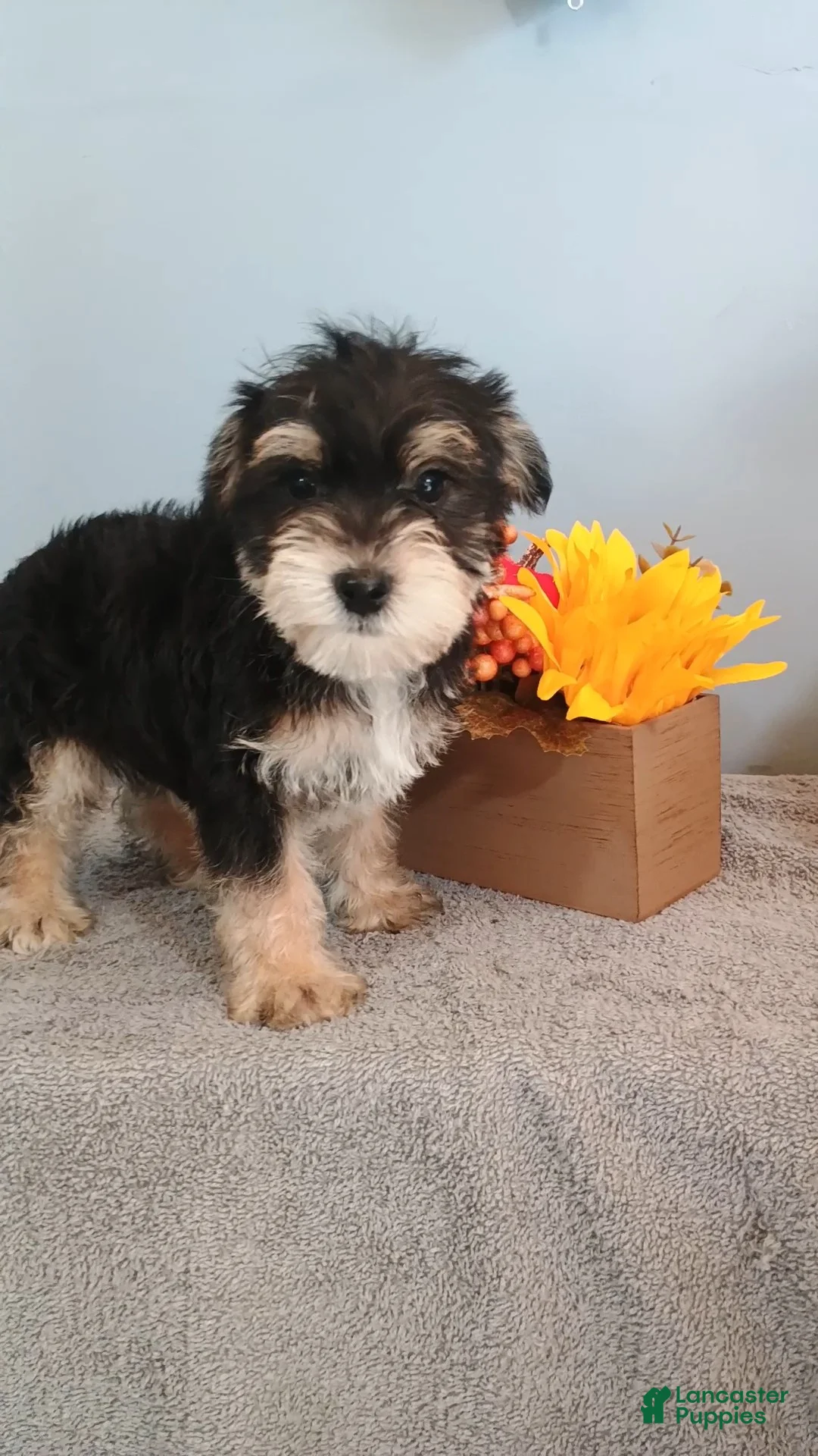 Morkie dogs for sale: Apollo - Ad 2