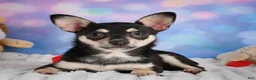 Chihuahua dogs for sale: Callie - Ad 10