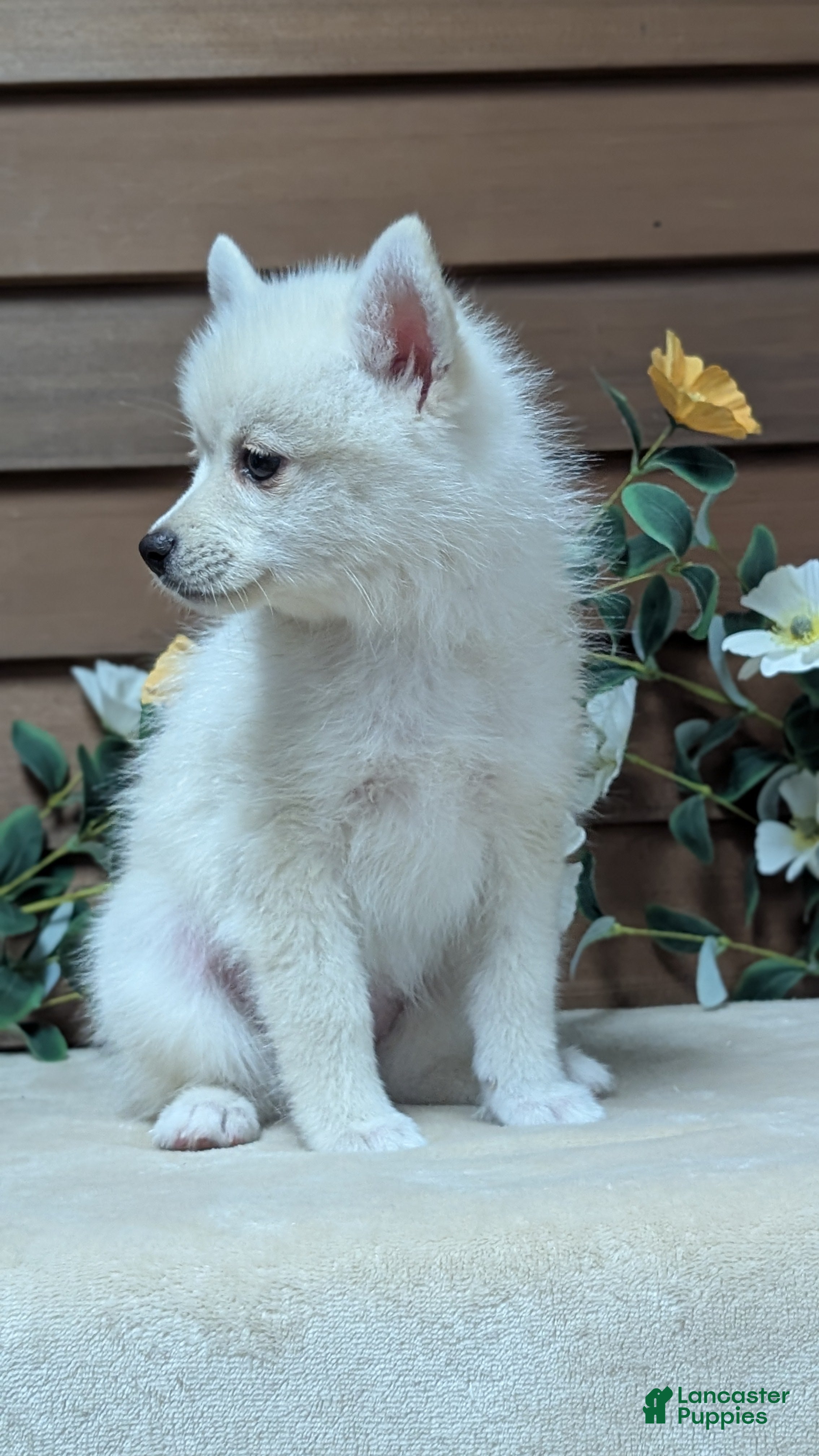 Pomsky dogs Poppy - Ad 2