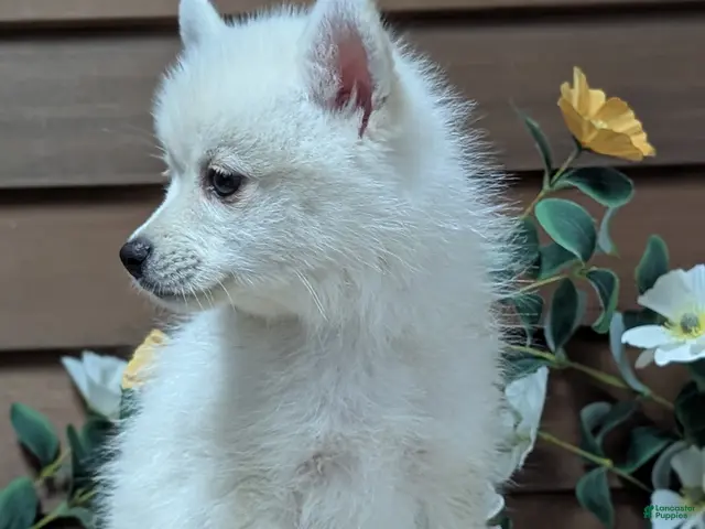 Pomsky dogs for sale: Poppy - Ad 2