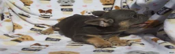 French Bulldog dogs for sale: French Bulldog 2 - Ad 3