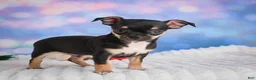 Chihuahua dogs for sale: Charlie - Ad 3