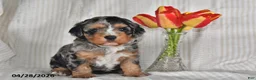 Cavapoo dogs for sale: Tulip - Ad 2