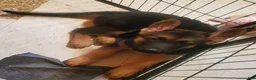 German Shepherd dogs for sale: Olive - Ad 2