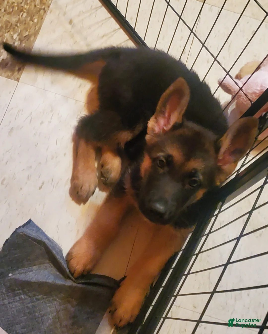 German Shepherd dogs for sale: Olive - Ad 2