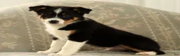 Australian Shepherd dogs for sale: Zeke - Ad 3