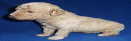 Shihpoo dogs for sale: Baxter - Ad 7