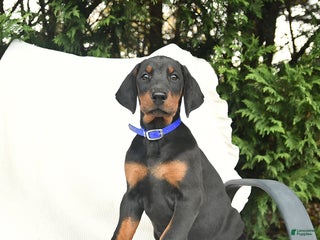 Doberman Pinscher dogs - Ad 20