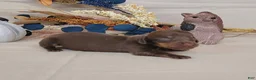 Miniature Dachshund dogs for sale: AKC Hugo Miniature Dachshund purebred  - Ad 3