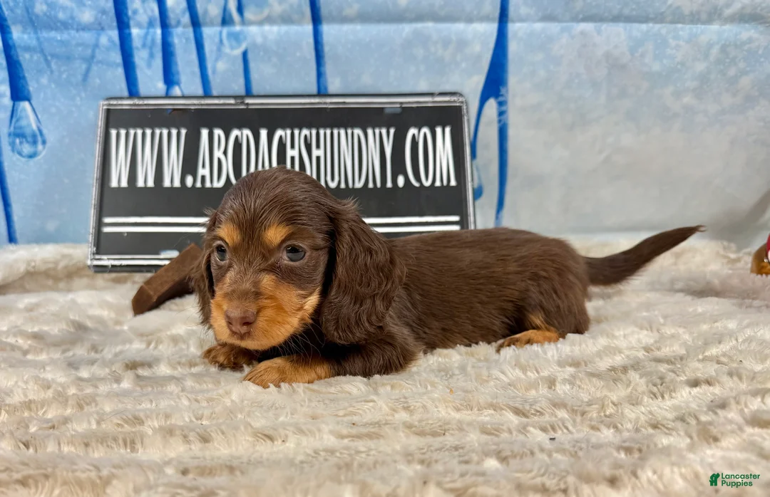 Dachshund dogs for sale: Uno chocolate import - Ad 4