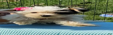 Yorkshire Terrier 4