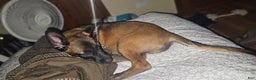 Belgian Malinois dogs for sale: "Min Ho" Belgian Malinois - Ad 4