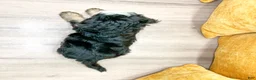 Mini Bernedoodle dogs for sale: Clover - Ad 6