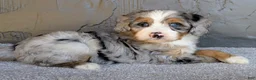 Mini Bernedoodle dogs for sale: Pipa - Ad 6