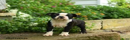 Boston Terrier dogs for sale: Tim - Ad 3