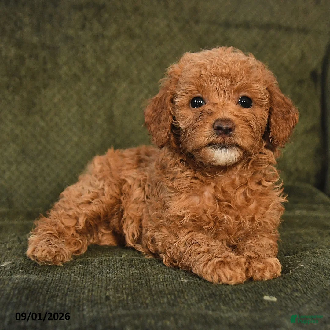 Miniature Poodle dogs for sale: Hank - Ad 2