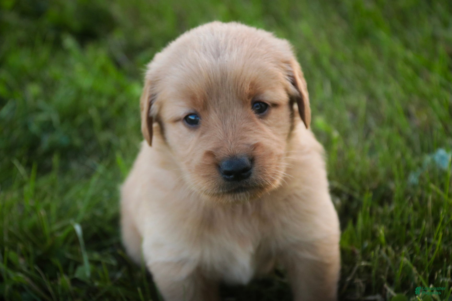 Golden Retriever dogs Amy Golden Retriever  - Ad 2