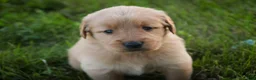 Golden Retriever dogs for sale: Amy Golden Retriever  - Ad 2
