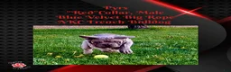 French Bulldog dogs for sale: Pyrs “Red”Collar, Male - Ad 4