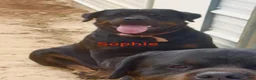 Rottweiler dogs for sale: Rottweiler Puppy 1 - Ad 13
