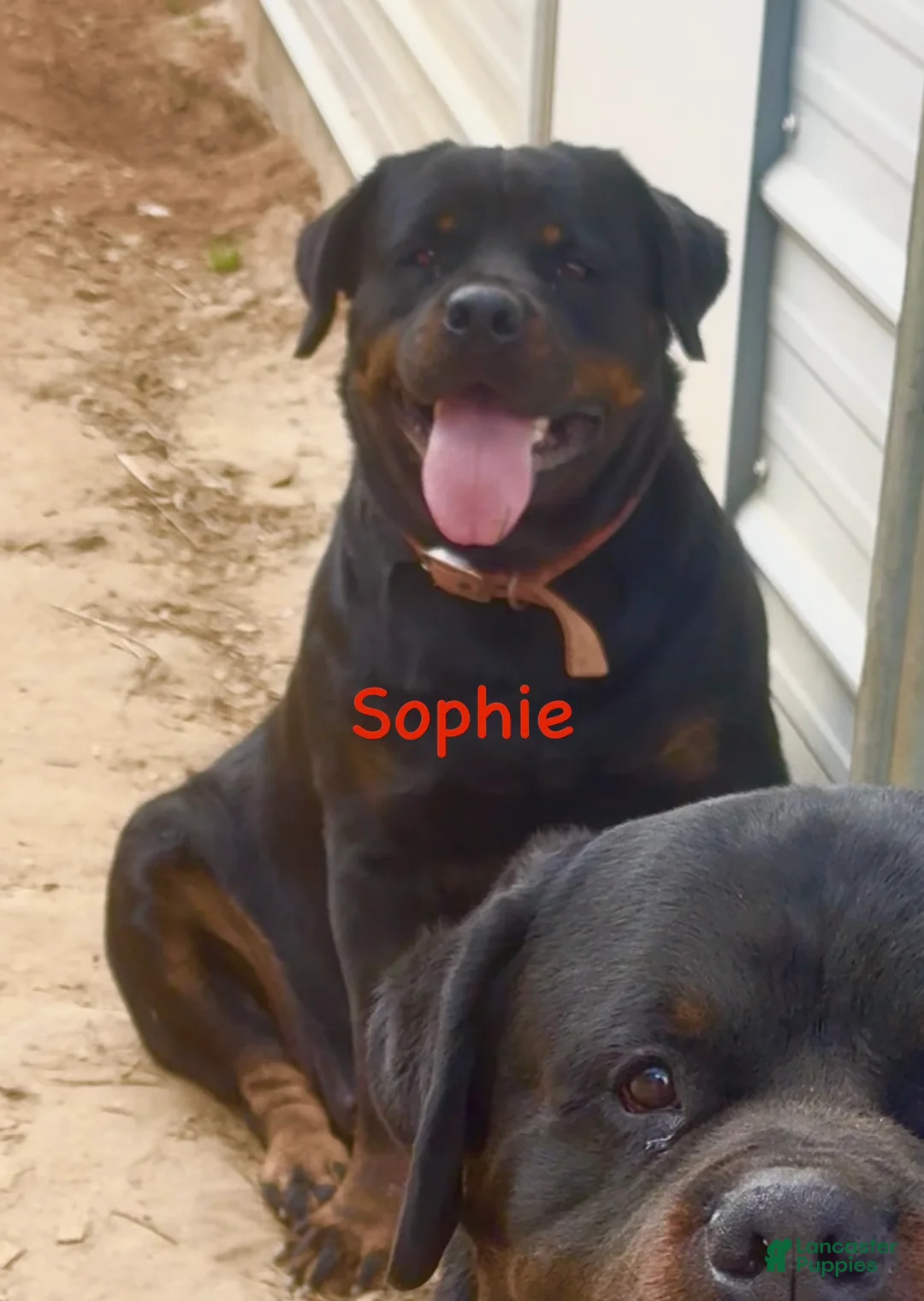 Rottweiler dogs for sale: Rottweiler Puppy 4 - Ad 2