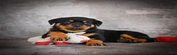Rottweiler dogs for sale: Layla - Ad 1
