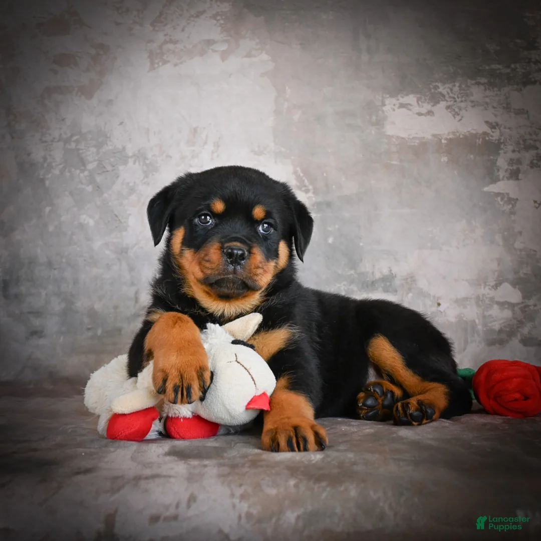 Rottweiler dogs for sale: Layla - Ad 1