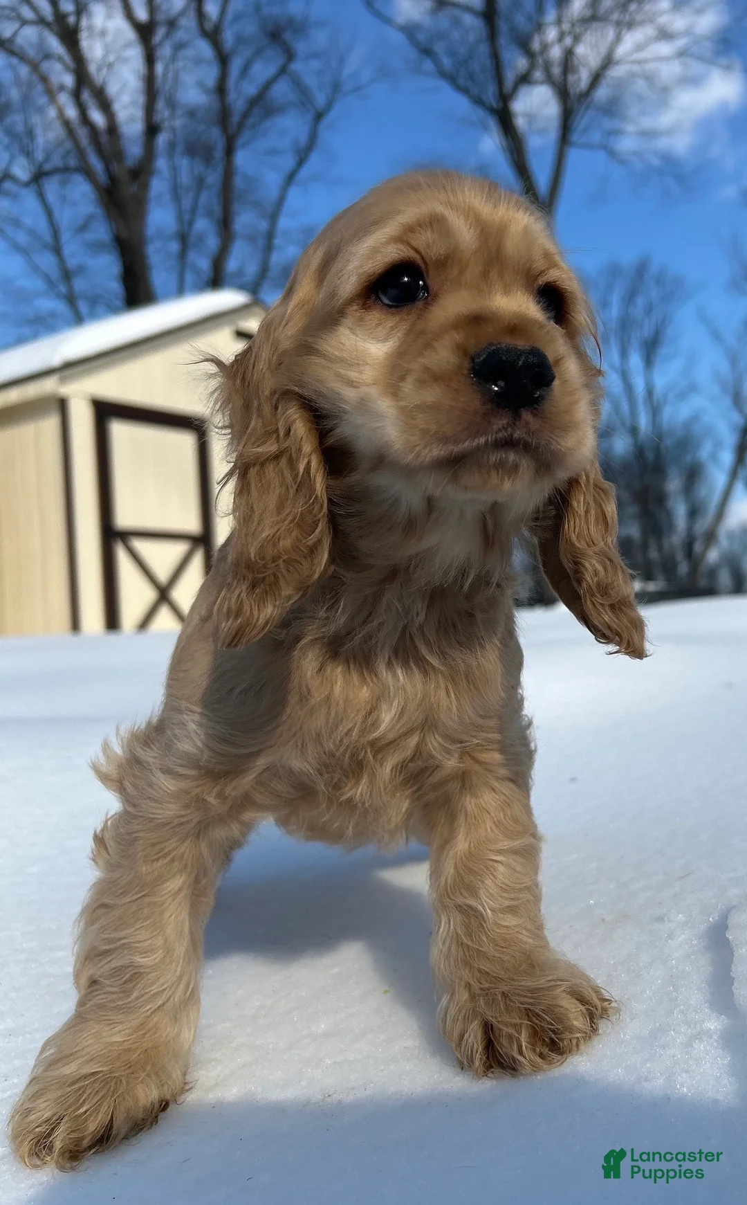 Cocker Spaniel dogs for sale: Abe - Ad 2