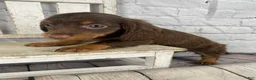 Miniature Dachshund dogs for sale: Lexi - Ad 10