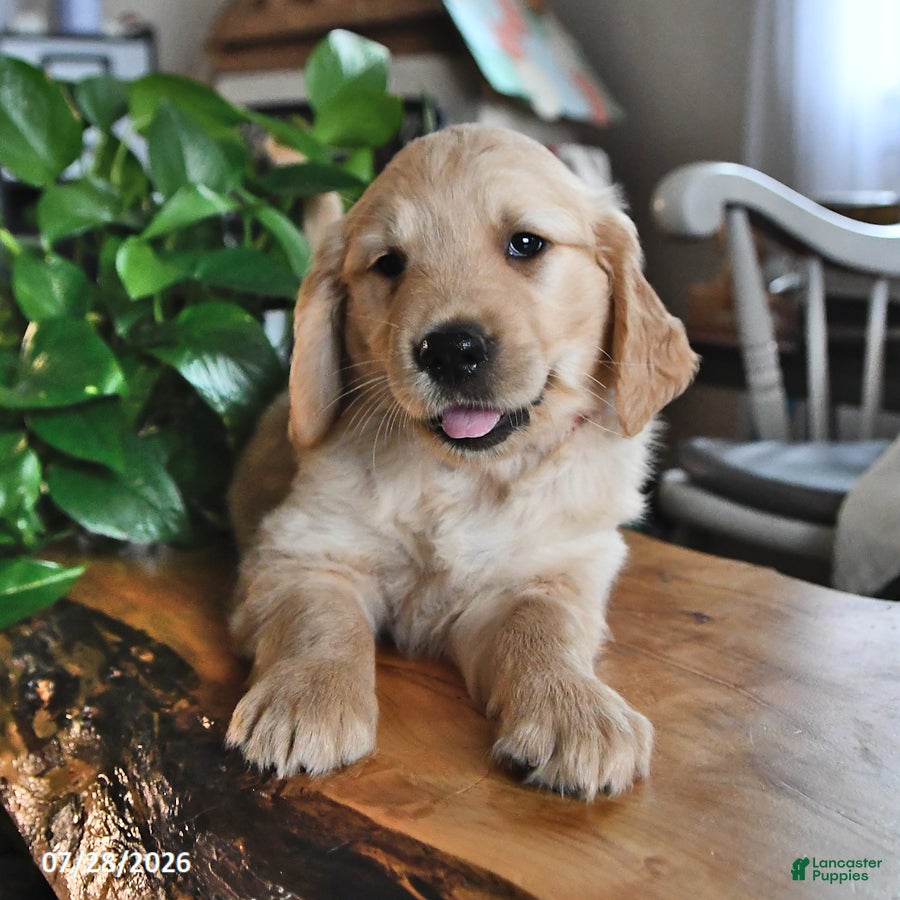 Mixed Breed dogs Teddy - Ad 2