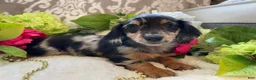 Miniature Dachshund dogs for sale: Lilly - Ad 7