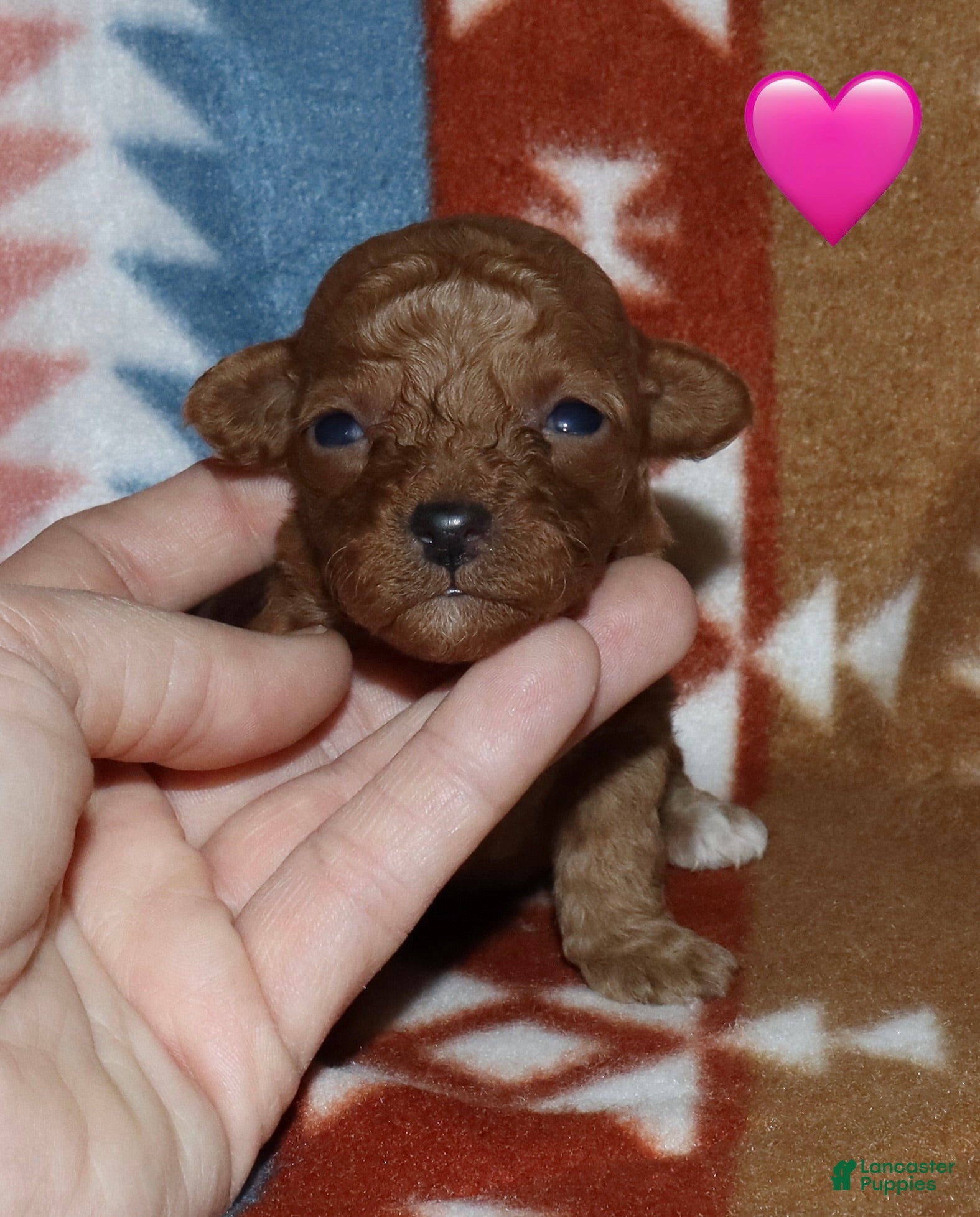 Toy Poodle dogs Summer’s red female - Ad 11