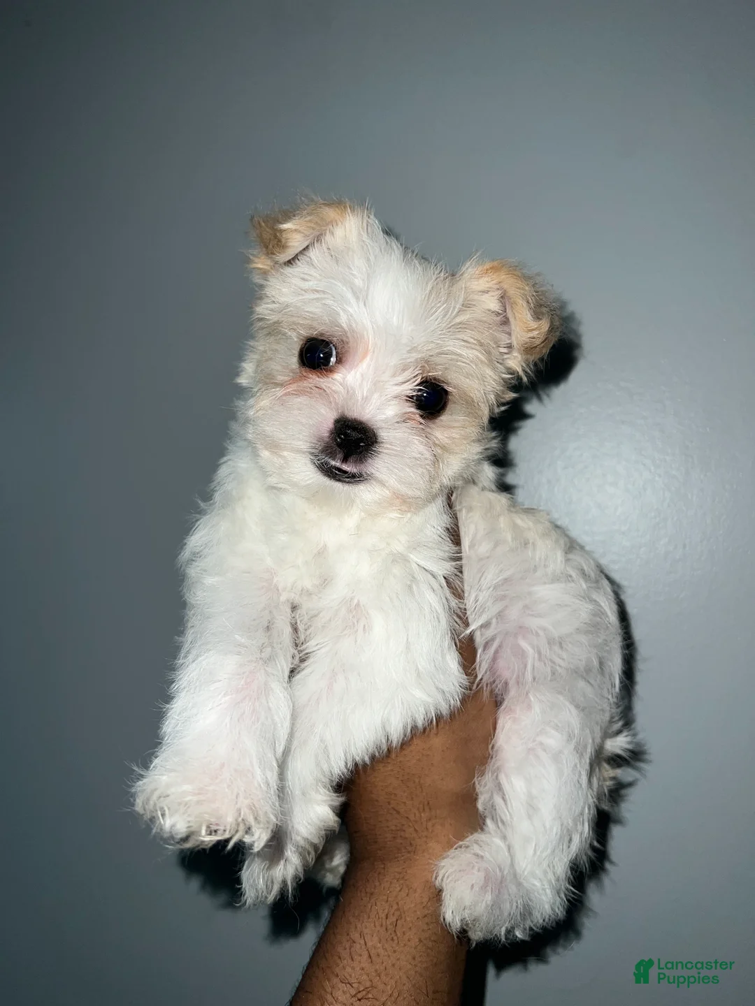 Yorkshire Terrier dogs for sale: Cyrus - Ad 3