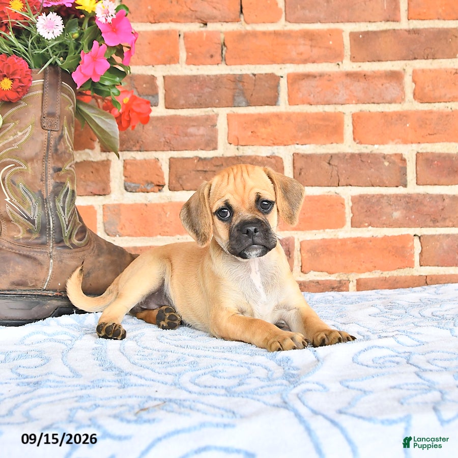 Puggle dogs Tinkerbell - Ad 2