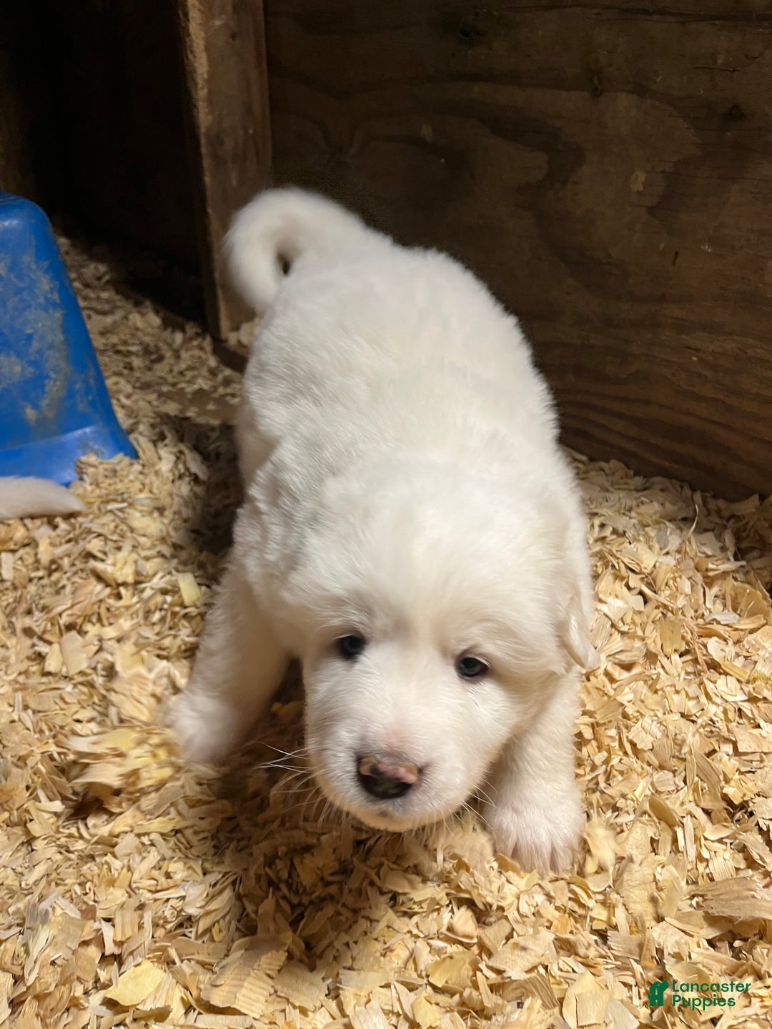 Great Pyrenees dogs for sale: Great Pyrenees Puppy 1 - Ad 1
