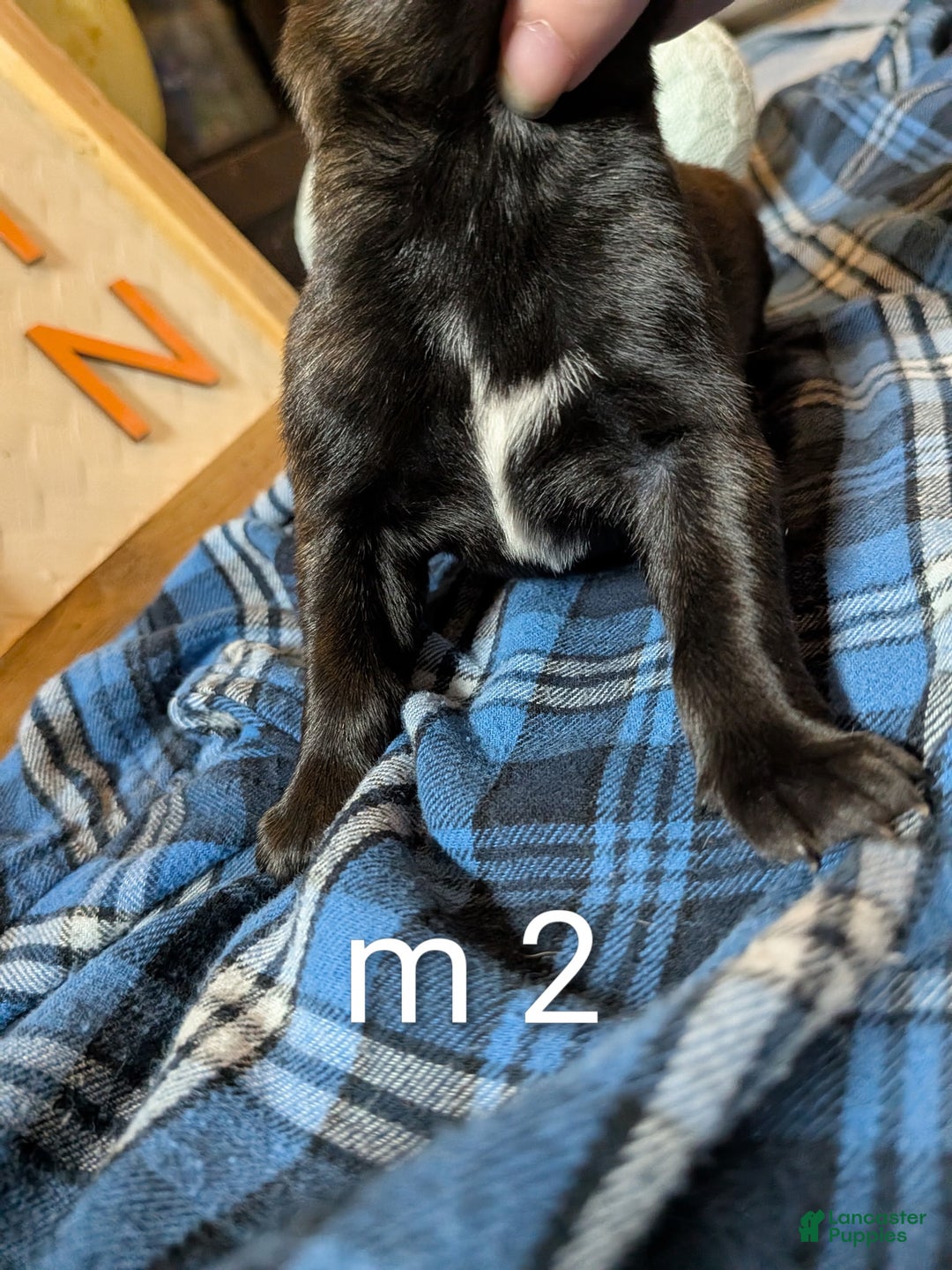 Belgian Malinois dogs for sale: Belgian Malinois Puppy 2 - Ad 4