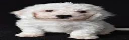 Bichon Frise dogs for sale: Buddy - Ad 5