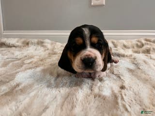 Basset Hound dogs Rhonda - Ad 6