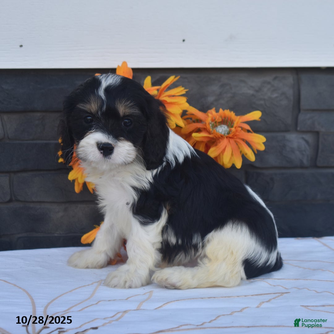 Cavapoo dogs for sale: Hank - Ad 6