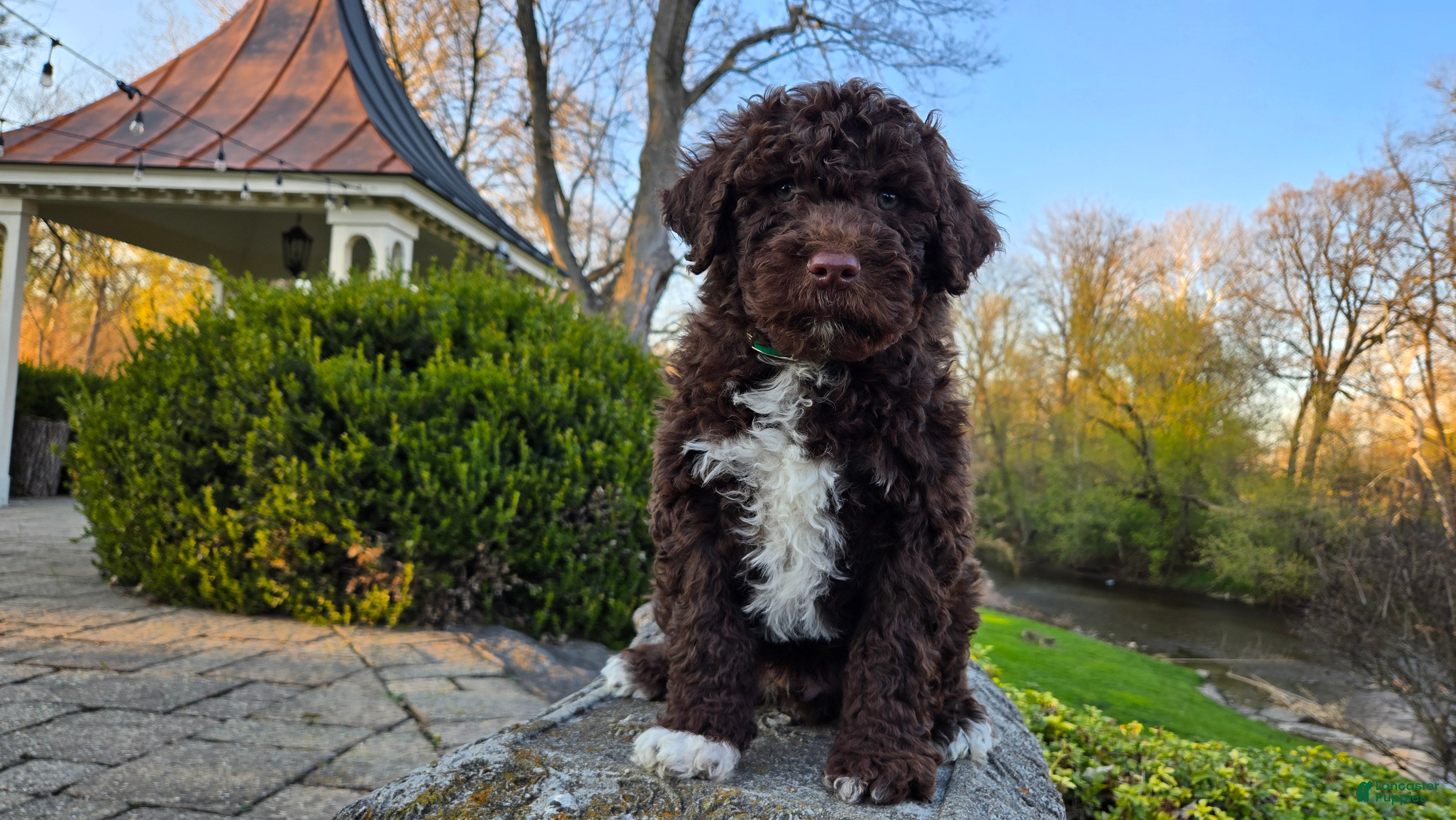 Portuguese Water Dog dogs for sale: Fritz - Ad 1
