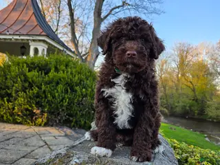 Portuguese Water Dog dogs for sale: Fritz - Ad 1