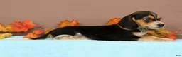Beagle dogs for sale: Delight - Ad 3