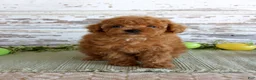 Toy Poodle dogs for sale: Kibble - Ad 1