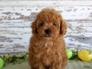 Toy Poodle dogs Kibble - Ad 35