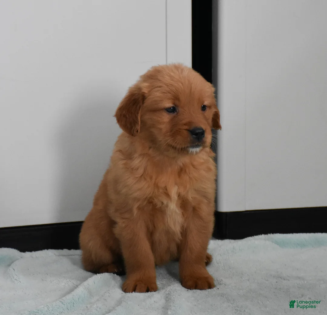 Golden Retriever dogs for sale: Sydney   Genetic/OFA - Ad 20