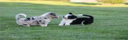 Border Collie dogs for sale: Walker - Ad 2
