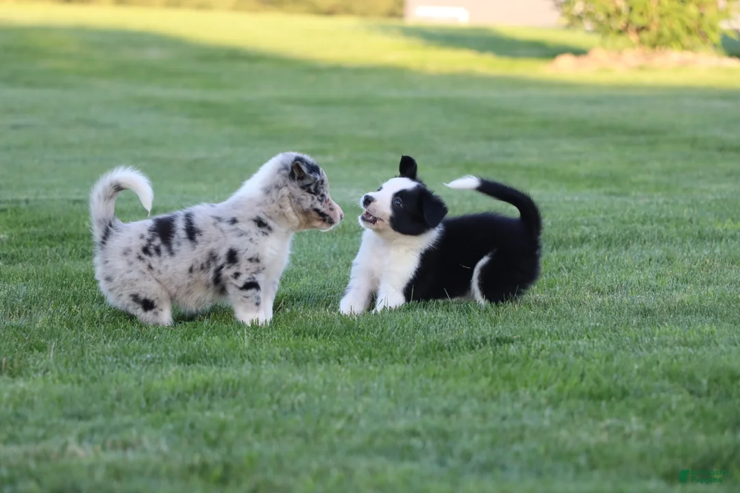 Border Collie dogs for sale: Walker - Ad 2