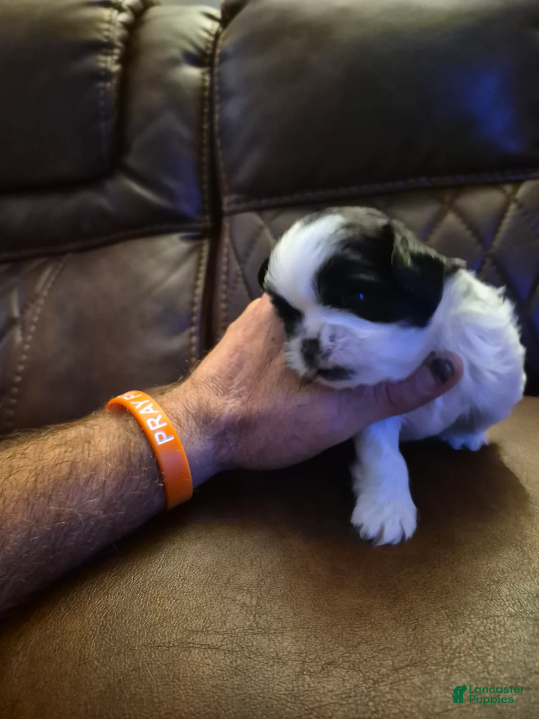 Shih Tzu dogs for sale:  1 - Ad 2